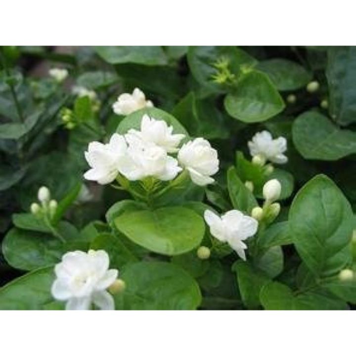 Jasmine flower seeds white jasmine Seeds fragrant plant arabian jasmine