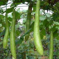 เมล็ดพันธุ์ น้ำเต้ายาว คูกุซซี่ (Cucuzzi Gourd Seed) บรรจุ 10 เมล็ด คุณภาพดี ราคาถูก ของแท้ 100%