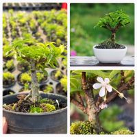 โมกเวียดนาม ?[Wrightia Vietnamensis]บอนไซจิ๋ว บอนไซแคระ ไม้ทำบอนไซกระถาง 3” mamebonsai