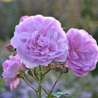 10 เมล็ดพันธุ์ Hybrid Musk Rose Seeds พันธุ์นอก ดอกใหญ่ ไม้ยืนต้น สายพันธุ์ Lavender Lassie ออกดอกสีม่วง