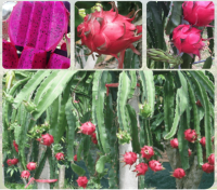 ต้นแก้วมังกรแดงสยาม Siam Red Dragon Fruit ต้นแก้วมังกรสีแดงสยาม กิ่งพันธุ์แก้วมังกรแดงสยาม  หวาน หอม อร่อย