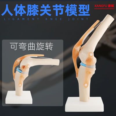 Human body joint movable bone model function model shoulder joint elbow joints feet hip articular genu
