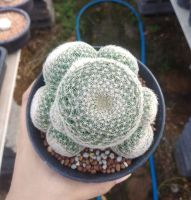 ??แมมแลนต้า ?? Mammillaria lenta ขนาด 10-12  ซม.(ต้นไม้มีเรื่อยๆ ทักแชทแม่ค้า เพื่ิอทำการสั่งซื้อ)ต้นกระบองเพชร ต้นแคคตัส(แคคตัส กระบองเพชร)