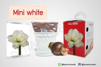 หัวว่านสี่ทิศฮอลแลนด์ เกรดส่งออก พันธุ์ Mini White พร้อมชุดปลูก (Amaryllis bulb With box set : Mini White) from Dynamic seeds