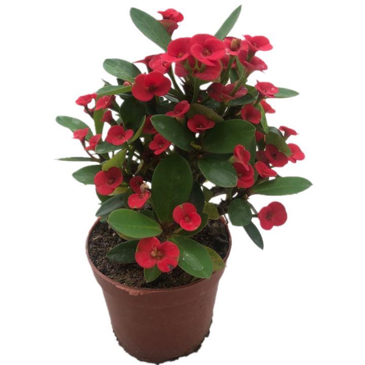 Flower Bonsai Flower of Crown of Thorns Euphorbia Green Plant Potted ...