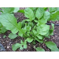 เมล็ดพันธุ์ ผัก ร็อคเก็ต (Slow Bolt Arugula Seed) บรรจุ 50 เมล็ด