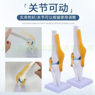 The function model of the human knee joint meniscus knee cruciate ligament activity bone patellar teaching model