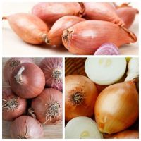 100 เมล็ด เมล็ดหอมหัวใหญ่ สายพันธุ์ หอมใหญ่ Cyklop ของแท้ 100% อัตรางอกสูง 70-80 % Onion seeds มีคู่มือปลูก