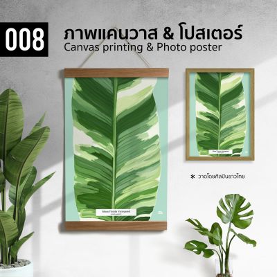 008 กล้วยด่างฟอริด้า Musa Florida Variegated ภาพพิมพ์ แคนวาส โปสเตอร์ โฟโต้ และสติ๊กเกอร์ PVC ขนาด 50x70 40x50 30x40 ซม