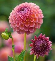 1 เหง้า/ชุุด รักเร่ Dahlia Bulb สายพันธุ์ Jowey Winnie หัวรักเร่ ดอกไม้ ดอกรักเร่ เหง้า นำเข้า ยุโรป หัวสดใหม่ ผ่านการแช่เย็นแล้ว