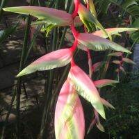 เฮลิโคเนีย เซ็กซี่พิงค์ Heliconia Sexy Pink เฉพาะหน่อ