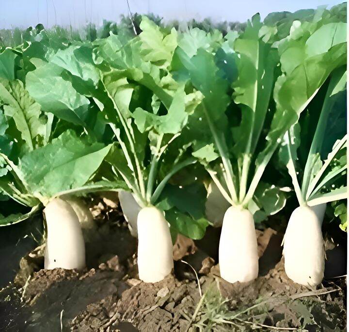 RADISH SEEDS (Snow White 45 Days MATURITY) Lazada PH