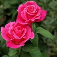 25 เมล็ด กุหลาบ สายพันธุ์ยุโรป Rosa Rose Seeds สายพันธุ์ Perfume Delight ออกดอกสีชมพู มีคู่มือเพาะปลูก