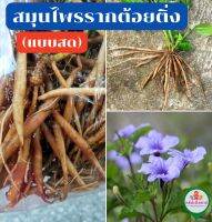 รากต้อยติ่ง ​(แบบสด)​ สำหรับใช้ทำยาสมุนไพร (Hygrophila erecta Hochr.)