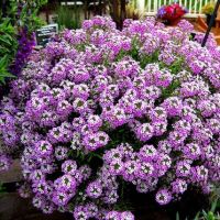 เมล็ดพันธุ์ ดอกอลิสซั่ม รอยัล คาร์เพท (Alyssum Royal Carpet Seed) บรรจุ 300 เมล็ด คุณภาพดี ราคาถูก ของแท้ 100%