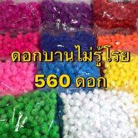 ดอกบานไม่รู้โรย คุณภาพดี บรรจุ540-560 ดอก