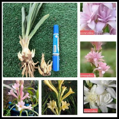 ซ่อนกลิ่น 5สีให้เลือก(หน่อสดชำแล้ว) ดอกไม้ไหว้พระ  ออกดอกทั้งปีปลูกได้ทุกภาค หน่อซ่อนกลิ่น เหง้าซ่อนกลิ่น ต้นซ่อนกลิ่น