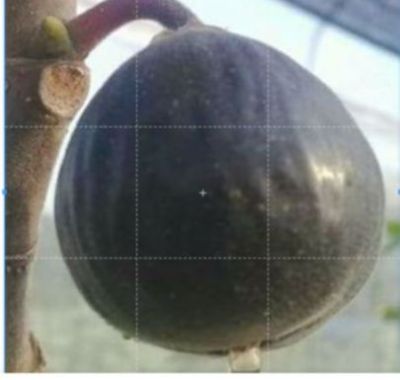 ต้นมะเดื่อฝรั่ง Figs ต้นฟิกส์ สายพันธุ์ Iraqi ต้นกล้า รากแน่นๆ พร้อมให้ผลไม่เกิน 6 เดือน ส่งพร้อมกระถาง 6 นิ้ว
