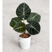 โปรดีล คุ้มค่า อโลคาเซีย แบล็คเวลเวท 2 ไซส์ (Alocasia black velvet) ของพร้อมส่ง พรรณ ไม้ น้ำ พรรณ ไม้ ทุก ชนิด พรรณ ไม้ น้ำ สวยงาม พรรณ ไม้ มงคล