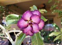 10 เมล็ด เมล็ดพันธุ์ ชวนชม สายพันธุ์ไต้หวัน สีม่วง Adenium Seeds กุหลาบทะเลทราย Desert Rose ราชินีบอนไซ มีคู่มือปลูก นำเข้าจากไต้หวัน