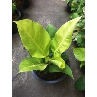 ( Pro+++ ) สุดคุ้ม Philodendron มูนไลท์ กุมารทองเรียกทรัพย์ ไม้มงคล กระถาง 8 นิ้ว ราคาคุ้มค่า พรรณ ไม้ น้ำ พรรณ ไม้ ทุก ชนิด พรรณ ไม้ น้ำ สวยงาม พรรณ ไม้ มงคล