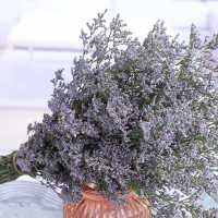 Gratis Ongkir ของตกแต่งงานแต่งงานในบ้านธรรมชาติของคนรักหญ้า Limonium ดอกไม้รักษาสภาพแบบทำให้แห้งสำหรับขายปลีก J31