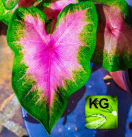 KcG. -ต้นไม้บอนสี  ต้นวัวแดง "Caladium bicolor freida hemple"   บอนวัวแดง ทรงกอ สีสวย รากออกเยอะมาก    สูงประมาณ 15-25 ซม. หลายใบ มาพร้อมกระถาง 6"ต้นบอนสี