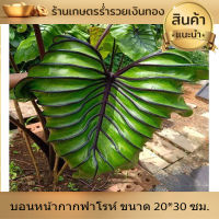 บอน โคโลคาเซีย หน้ากากฟาโรห์ Colocasia Pharaoh’s Mask สายพันธุ์แท้ แบบตัดสด ชำเอง หน้ากระดูก มีเส้นใบสีม่วงเข้มที่คมชัด ใบม้วนไปด้านหลัง หายาก