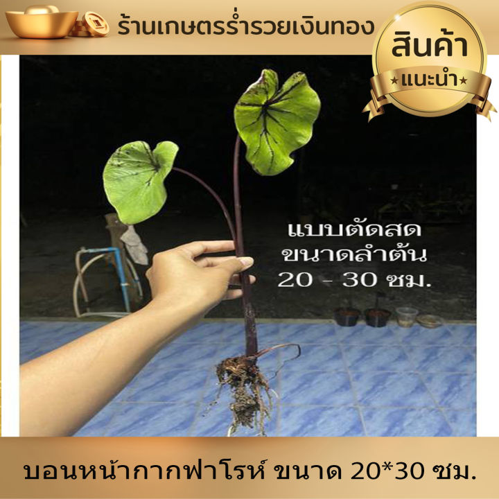 บอน-โคโลคาเซีย-หน้ากากฟาโรห์-colocasia-pharaoh-s-mask-สายพันธุ์แท้-แบบตัดสด-ชำเอง-หน้ากระดูก-มีเส้นใบสีม่วงเข้มที่คมชัด-ใบม้วนไปด้านหลัง-หายาก