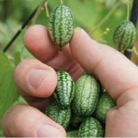 เมล็ดพันธุ์ แตงกวาจิ๋ว เม็กซิกัน (Mexican Sour Gherkin Cucumber Seed) บรรจุ 3 เมล็ด คุณภาพดี ของแท้