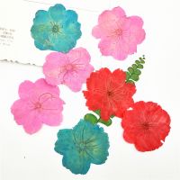 10PCS Cherry Blossom Dry Flower Embossing and Embossing Material Drip Glue Dry Flower Mobile Phone Case Planting DIY Material Aromatherapy Candle