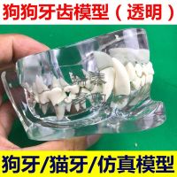 The dog tooth model transparent stereo tooth pet dog animal medical animal husbandry and veterinary cat canine teeth