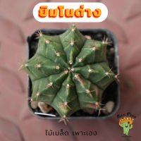 Beepees006 ยิมโนด่าง ไม้เมล็ด Gymnocalycium แคคตัส กระบองเพชร cactus&amp;succulent ขนาด 4 ซม.