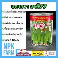 (Flash-Sale) แตงกวา นาคี77 ขนาด 100 กรัม เมล็ดพันธุ์ แตงกวา ลอตใหม่ ผลสีเขียวเข้ม ขึ้นค้างเก่ง ผลดกสวย  เนื้อหนา หวานกรอบ ผลยาว 13 ซม สุดฮอต!