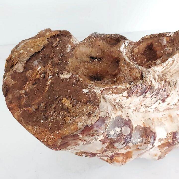 ฟอสซิลแอมโมไนต์-ammonite-ขนาดใหญ่จากมาดากัสการ์-แบบไม่เต็ม-6-45-กิโลกรัม-34x14x13ซม