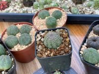 Euphorbia Obesa  ยูโฟเบียโอเบซ่า แคคตัส พร้อมส่ง ราคาเบาๆขนาดหัวกำลังน่ารัก