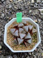 Haworthia Hybird Thailand (ส่งทั้งกระถาง) ไม้อวบน้ำ ต้นไม้ประดับ ไม้ต่างประเทศ  Suculnt