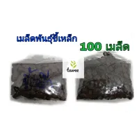 เมล็ดพันธุ์ขี้เหล็ก เมล็ดสด ใหม่ อัตราการงอกสูง 100 เมล็ด