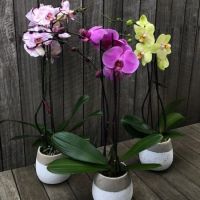 30 เมล็ดพันธุ์ Home Plant เมล็ดกล้วยไม้ ฟาแลนนอปซิส (Phalaenopsis Orchids) Orchid flower seed อัตราการงอก 80-85%