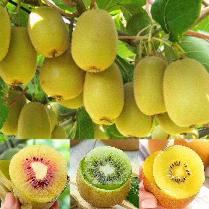 Kiwi Seeds for Planting Easy To Grow In The Philippines Lazada PH