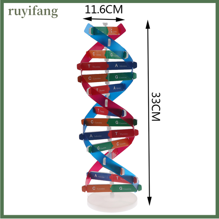 ruyifang-human-genes-dna-รุ่น-double-helix-ของเล่นวิทยาศาสตร์การสอนการเรียนรู้ของเล่นการศึกษา