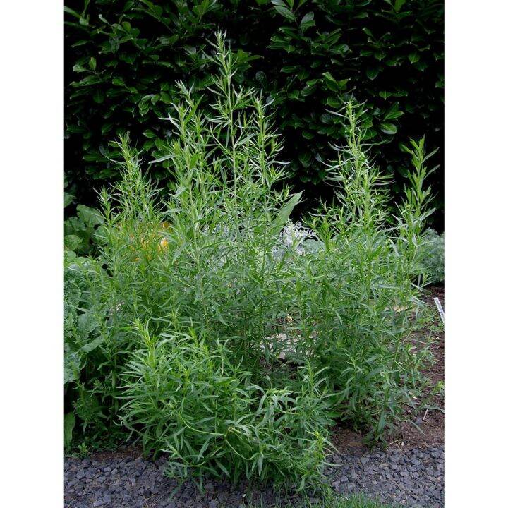 [Plantfilled] Tarragon Herb Seeds Vegetable buy 1 take 1， 50 seeds
