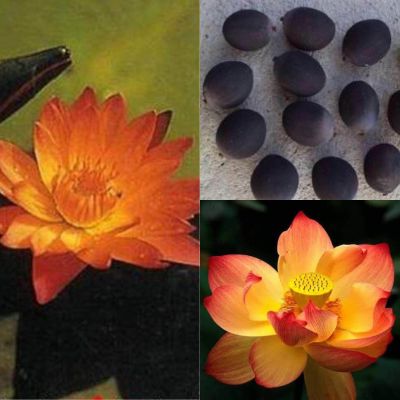 เมล็ดบัว 5 เมล็ด ดอกสีส้ม ดอกเล็ก พันธุ์แคระ จิ๋ว ของแท้ 100% เมล็ดพันธุ์บัวดอกบัว ปลูกบัว เม็ดบัว สวนบัว บัวอ่าง Lotus seeds.