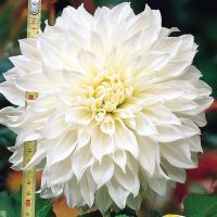 1 หัว/ออเดอร์ รักเร่ Dahlia สายพันธุ์ White Perfection หัวรักเร่ ดอกไม้ หัวหน่อ เหง้า นำเข้า เนเธอร์แลน หัวสดใหม่