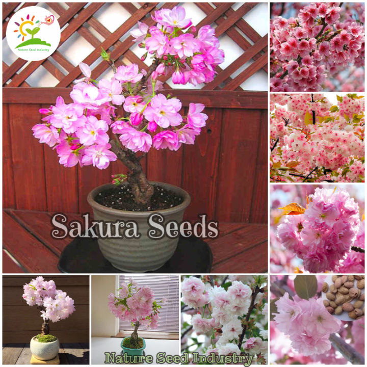 Beautiful Sakura Seeds Japanese Cherry Blossoms Gardening Flower Seeds Flowering Plants Seeds