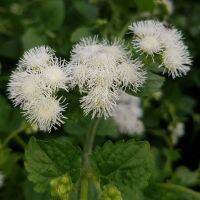 เมล็ดพันธุ์ อะเจอราตุ้ม Ageratum Houstonianum floss flower dwarf 200 เมล็ด เมล็ดพันธุ์นำเข้าจากอังกฤษ