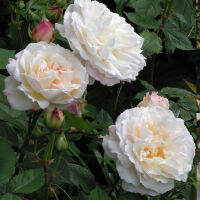 10 เมล็ดพันธุ์ Old Hybrid Tea Rose Seeds พันธุ์นอก ดอกใหญ่ ไม้ยืนต้น สายพันธุ์ Gruss an Aachen ออกดอกสีขาว