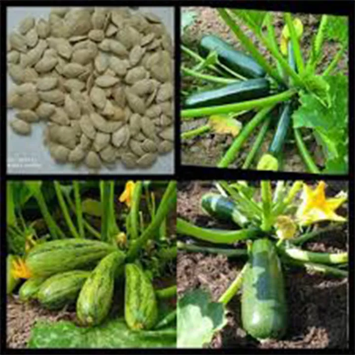 Gói 5 Hạt giống bí ngòi xanh dinh dưỡng thu hoạch sau 50-55 ngày trồng
