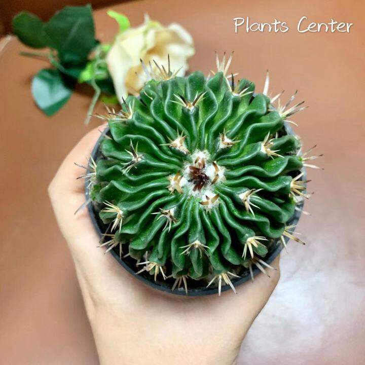 plants-center-พร้อมส่ง-duoly-กระบองเพชร-แคคตัส-cacuts-พร้อมส่ง-คลื่นสมอง-stenocactus-multicostatus-ส่งแบบถอดราก