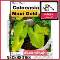 Nadthida ตัดสดพร้อมใบ Colocasia Maui Gold โคโลคาเซีย มาอิ โกลด์ Nadtida ต้นไม้ตายระหว่างขนส่ง เคลมฟรี